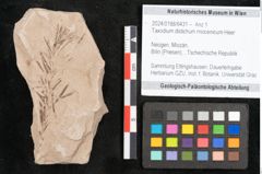 Foto (Objekt + Etikett) von Taxodium distichum miocenicum Heer (NHMW-GEO-2024-0188-6431)